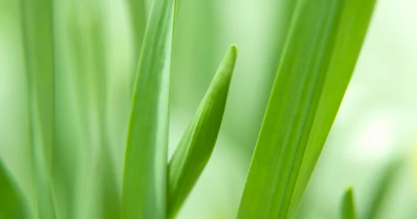 Nový zelený růst — Stock fotografie