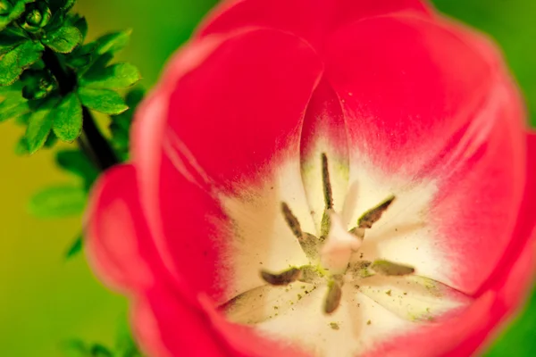 花の美しい生命 — ストック写真