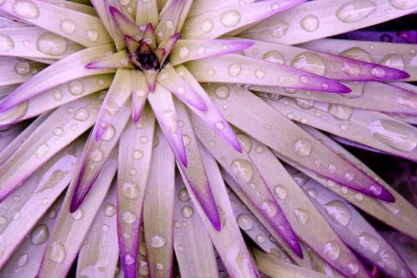 紫の雨のパターン — ストック写真