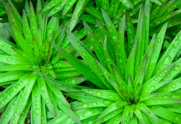Zelené jednoduchost dešťové kapky — Stock fotografie