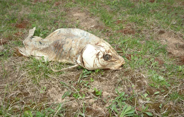 Pesce morto a terra — Foto Stock