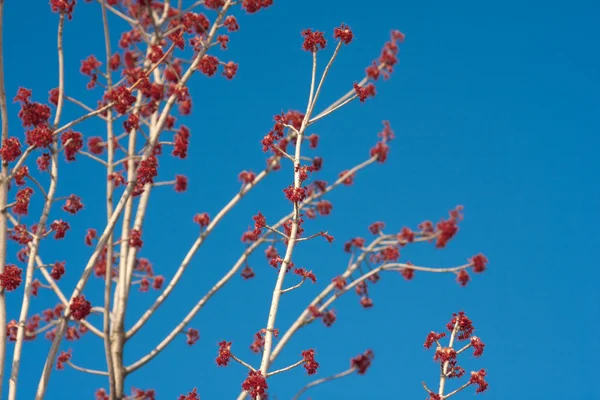 Mavi gökyüzünde kırmızı tomurcuklar — Stok fotoğraf
