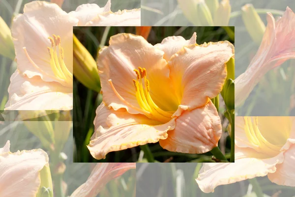 Vybledlé pozadí květ — Stock fotografie