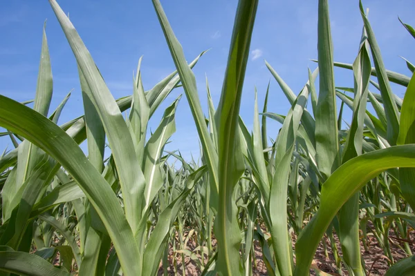 stock image Green Growth Of Corn Rows