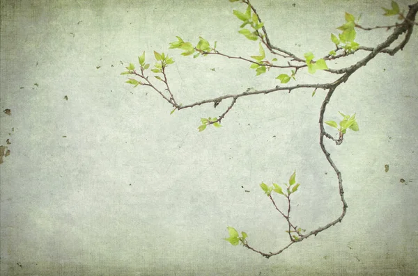 Uma árvore de ramo de damasco com folhas — Fotografia de Stock