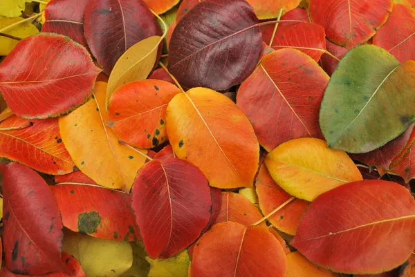 Осенние осенние листья — стоковое фото
