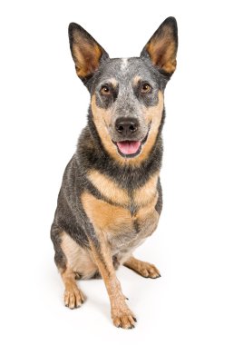 Australian Cattle Dog With Missing Leg Isolated on White clipart