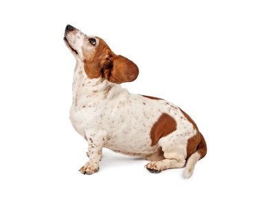 Basset hound dog geri uçan kulaklı