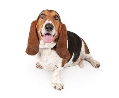 basset hound dog üzerinde beyaz izole