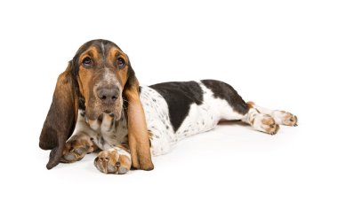 basset hound köpek yavrusu bırakmasını