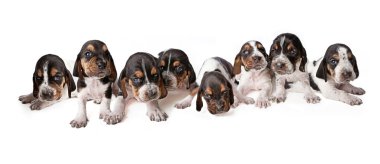 Litter of 3 week old Basset Hound puppies clipart