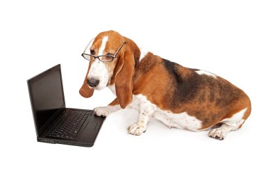 köpek üzerine beyaz izole bir dizüstü bilgisayar kullanarak