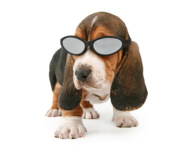 Shades giyen basset hound köpek yavrusu