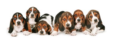 Litter of Basset Hound Puppies clipart