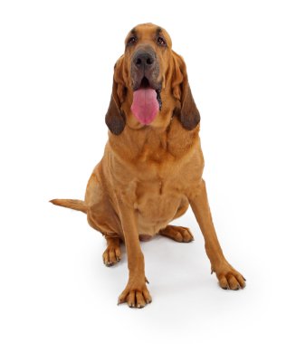 Bloodhound Dog Stock Photo clipart