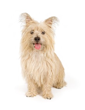 Cairn Terrier Dog Isolated on White clipart