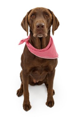 chocolade labrador retriever hond met sjaal