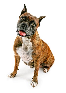 Boxer Dog Looking Forward clipart