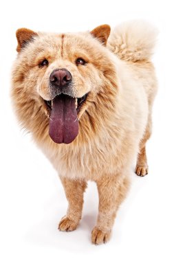 Chow köpek ile kahverengi ceket