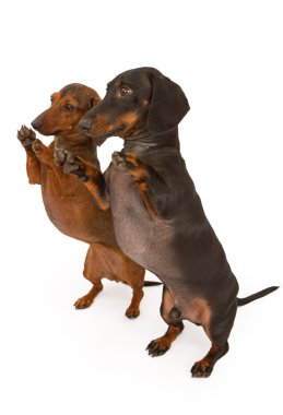 Dilencilik iki dachshund köpek