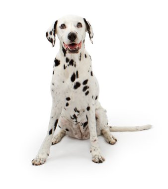 Beyaz bir arka plan üzerinde Dalmation köpek