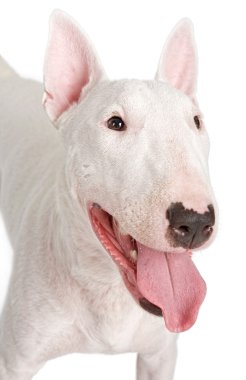 İngiliz bull terrier portre