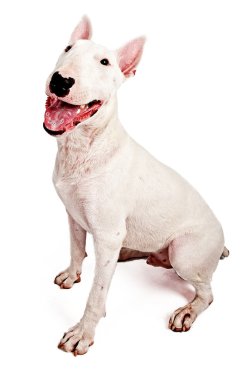 İngiliz bull terrier köpek