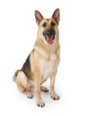 German Shepherd Dog Isolated on White clipart