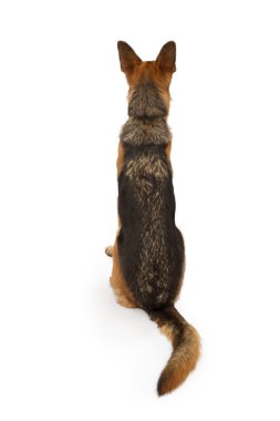 German Shepherd Dog Looking Backward clipart