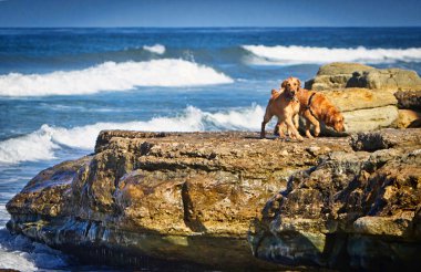 plaj kayalar üzerinde duran iki golden retriever köpek