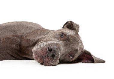 Great Dane Dog Laying Down clipart