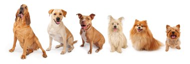 Group of Dogs From Large to Small clipart