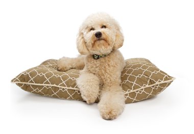 Golden Color Labradoodle Dog with Clipping Path clipart