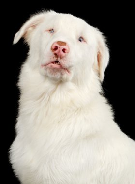 White Australian Shepherd Dog clipart