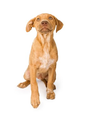 Mixed Breed Puppy Looking Up clipart