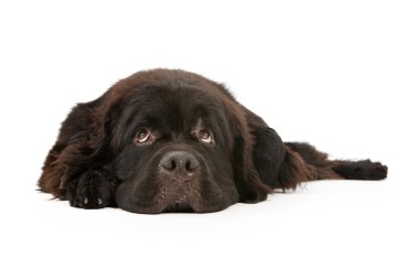 Newfoundland aşağı ve izole köpek üzerine beyaz döşeme