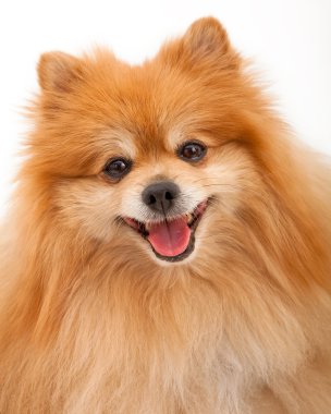 Pomeranian köpek portre