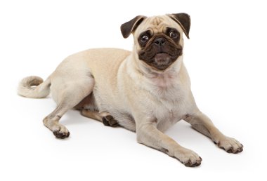 bırakmasını pug köpek