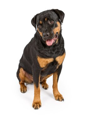 rottweiler köpek aşağı bakıyor