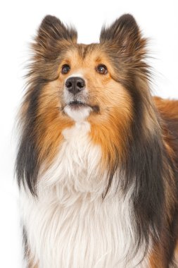 Close-up of Shetland Sheepdog Dog Isolated on White clipart