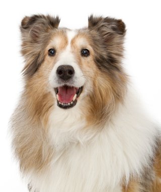 Shetland Sheepdog Closeup Dog Isolated on White clipart