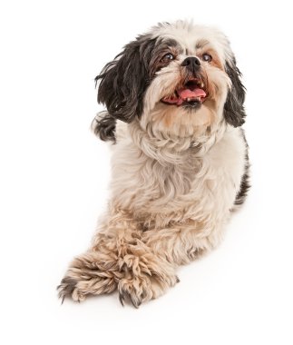 Shih tzu köpek