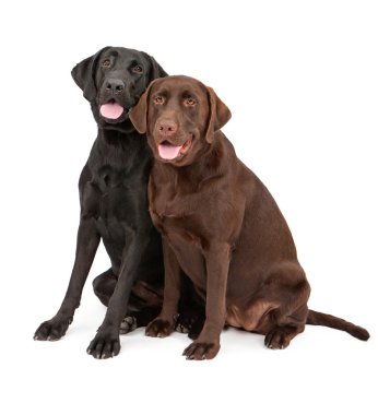 birlikte oturan iki labrador retriever köpek