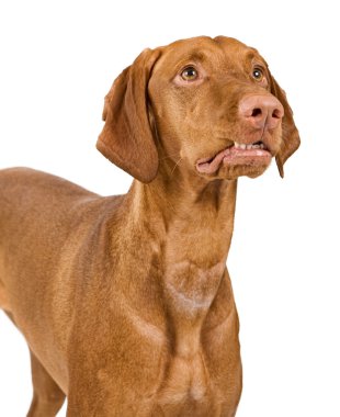 kıvrılmış Vizsla köpek dudak ile yakın çekim