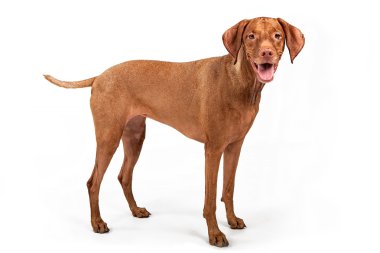 Vizsla