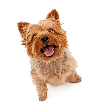 yorkshire terrier köpek üzerine beyaz izole