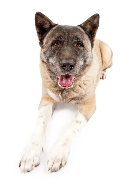 Akita Dog sdraiato isolato sul bianco — Foto Stock