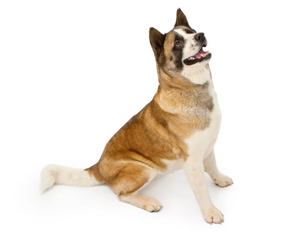Большая собака Акита сидит и смотрит вверх — стоковое фото