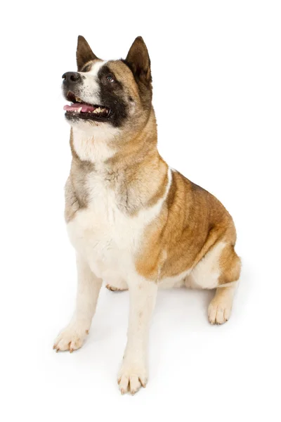Akita dog looking to the side — Stock Photo, Image