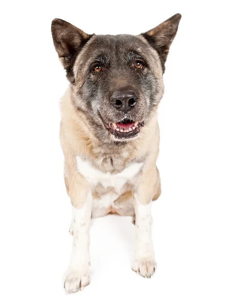 Akita Dog isolado em branco — Fotografia de Stock
